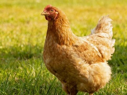 Flapping Hen Shot