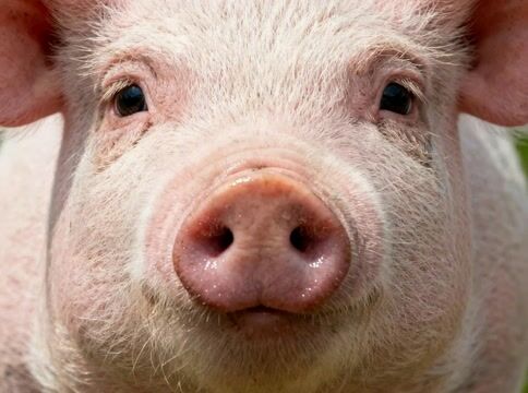 Curious Pig Face
