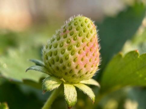 Nature's Detail
