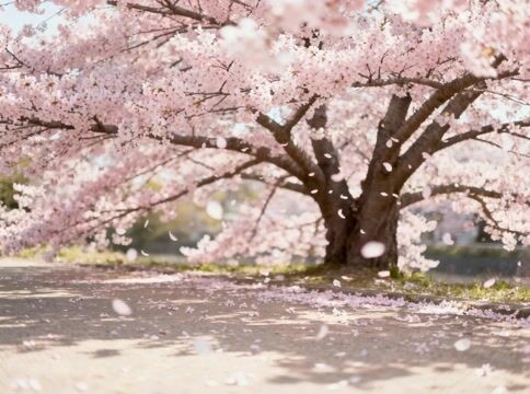 Cherry Blossom Rain